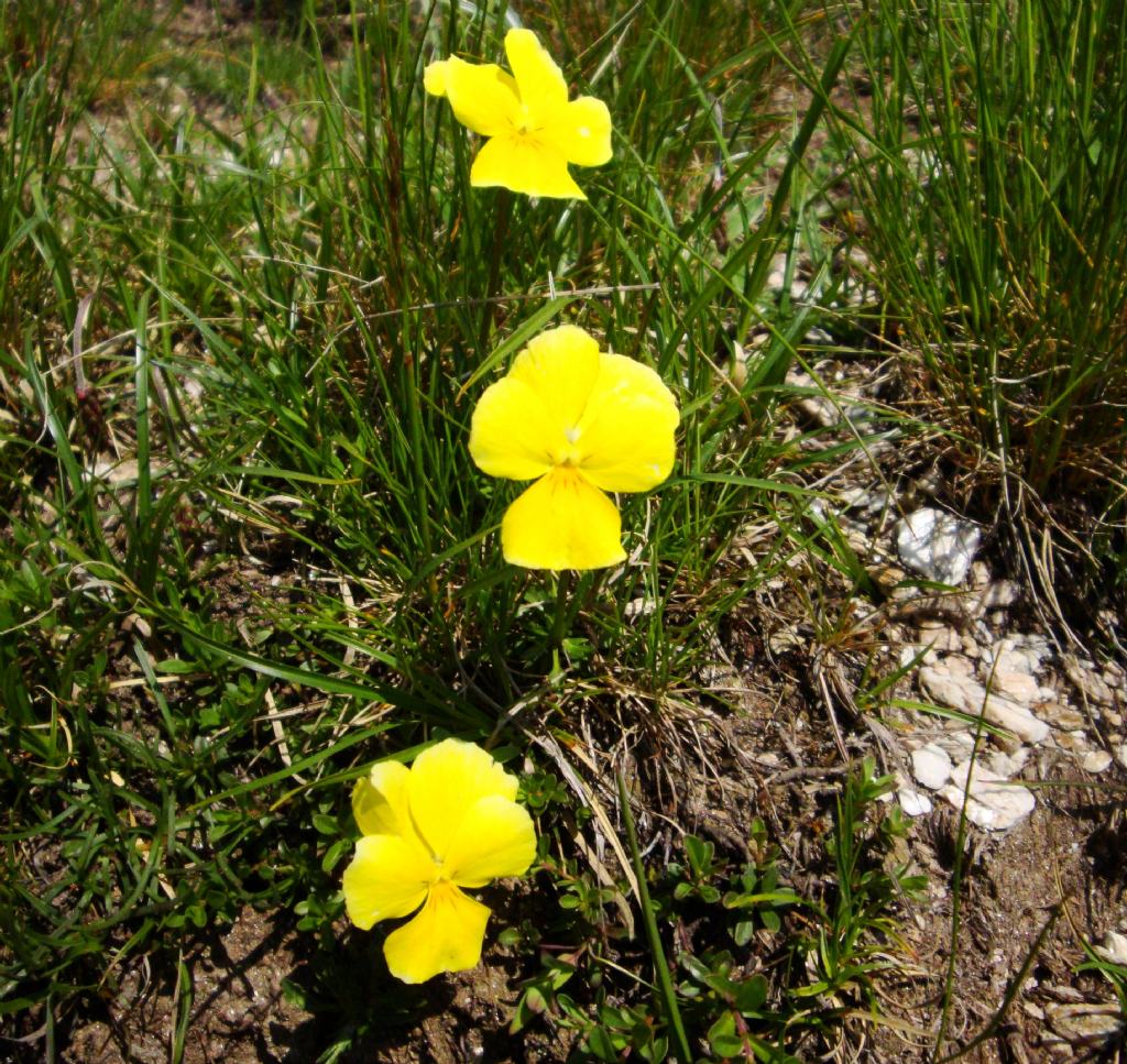 Viola calcarata